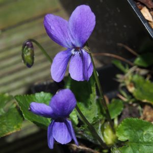 Viola odorata Helga