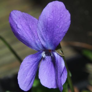 Viola odorata Helga – Bild 3
