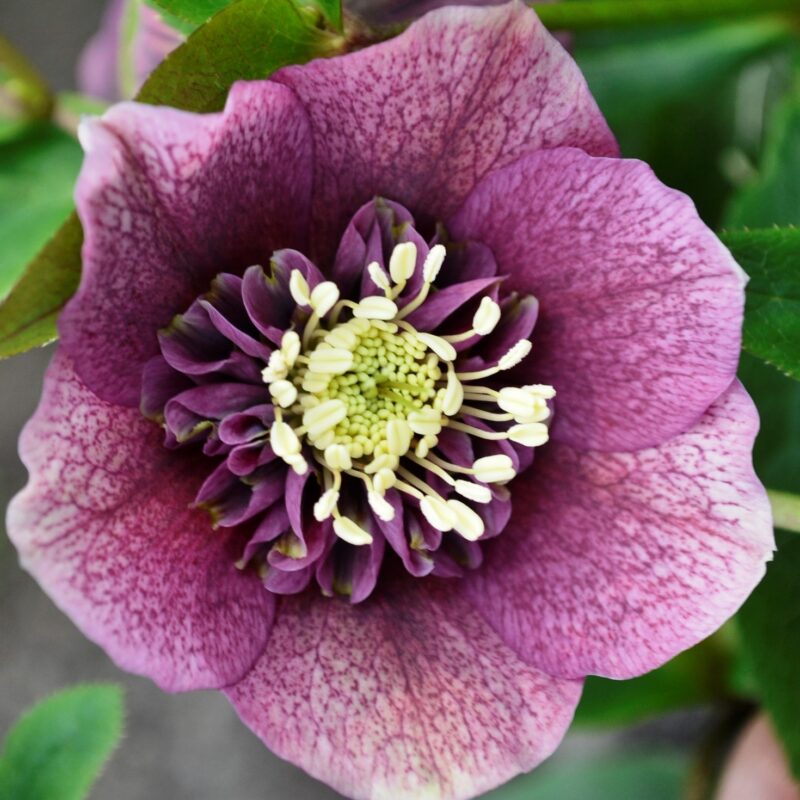 Helleborus x hyb. (Winterangels) ' Red Anemoon ' ®