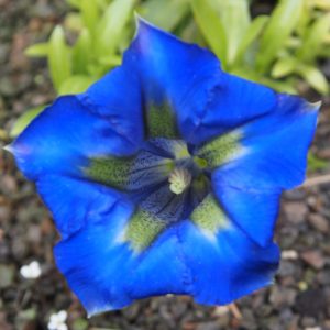 Gentiana acaulis Hetych No27