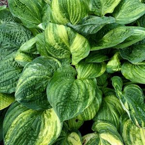 Hosta Kultivar Christmas Tree