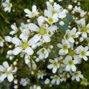 Saxifraga Kultivar Ice Queen