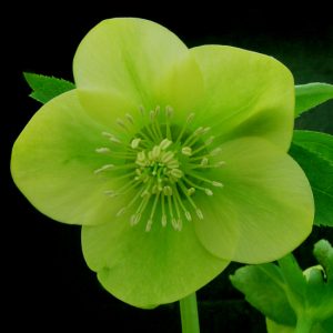 Helleborus Kultivar ' Illumi Lime '®