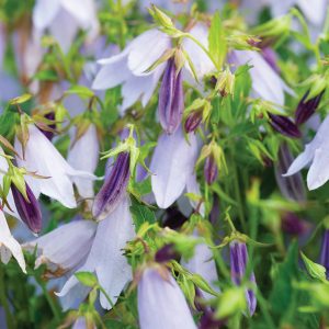 Campanula Kultivar Iridescent Bells