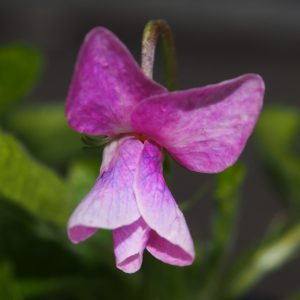 Viola odorata Isabella
