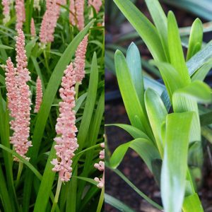 Liriope muscari Isabella