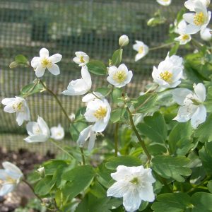 Isopyrum thalictroides – Bild 2