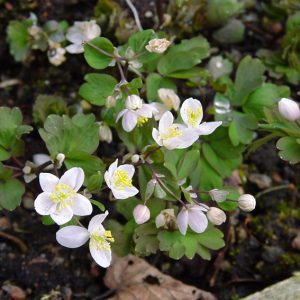 Isopyrum thalictroides