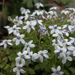 Isotoma fluviatilis
