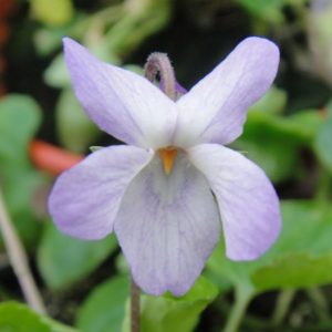 Viola odorata Kerry Girl