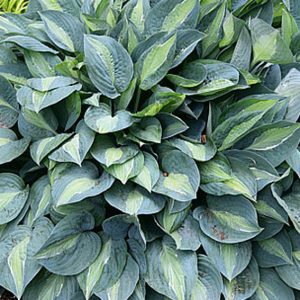 Hosta x kultivar Kiwi Full Monty