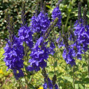 Veronica teucrium Knallblau