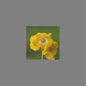 Primula x auricula Lady Diana (YSS)
