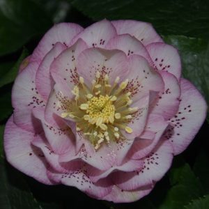 Helleborus x hyb. (Winterangels) ' Larissa ' ®