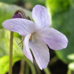 Viola odorata Lavender Lady