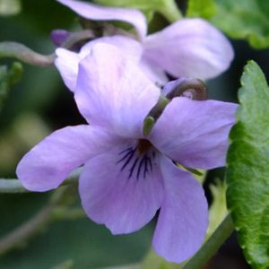 Viola odorata Lavender Lights