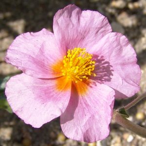Helianthemum Kultivar Lawrensons Pink