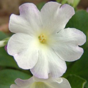 Primula allionii x Lea Gardens – Bild 2