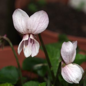 Viola odorata Lee's Peachy Pink