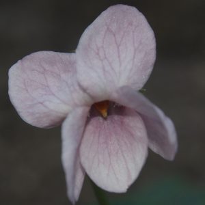 Viola odorata Lee's Peachy Pink – Bild 3