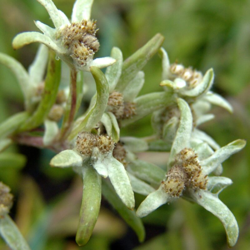 Leontopodium calocepalum