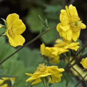 Geum x culturum Limoncello