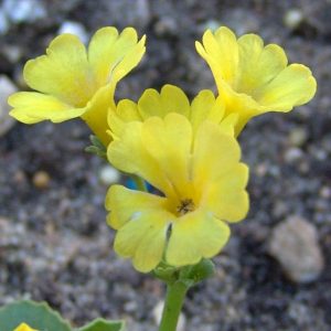 Primula allionii x Lismore Yellow – Bild 2