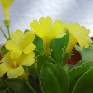 Primula allionii x Lismore Yellow