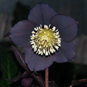 Helleborus x hyb. (Winterangels) ' Lucy ' ®