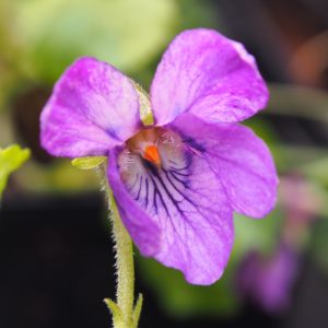 Viola odorata Madeleine Mary Groves