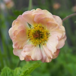 Geum x culturum Mai Tai