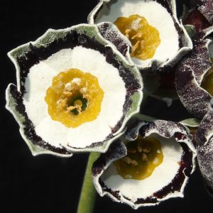 Primula x auricula Melvick (GWS) – Bild 2