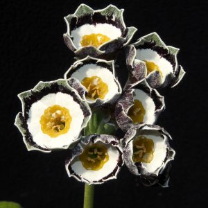 Primula x auricula Melvick (GWS)