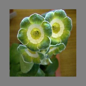 Primula x auricula Merlin (F)
