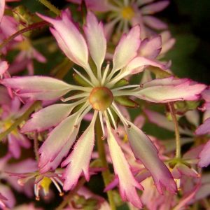 Saxifraga cortusifolia Miyabi – Bild 3
