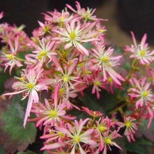 Saxifraga cortusifolia Miyabi