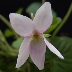 Viola odorata Mme. Armandine Page