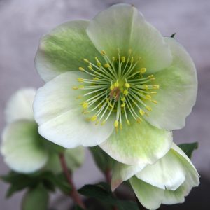 Helleborus Kultivar ' Molly's White '®