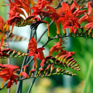 Montbretia x crocosmilifolia Lucifer