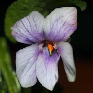 Viola odorata Mr. T