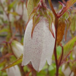 Campanula x punctata ' Nasachtal ' – Bild 2