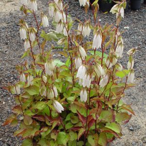 Campanula x punctata ' Nasachtal '