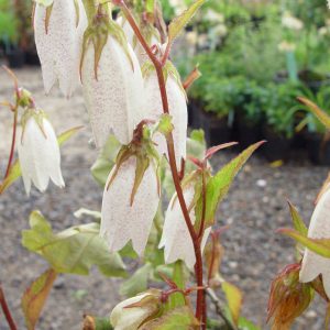 Campanula x punctata ' Nasachtal ' – Bild 4