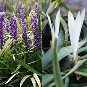 Liriope muscari Okina