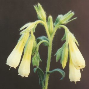 Onosma nanum