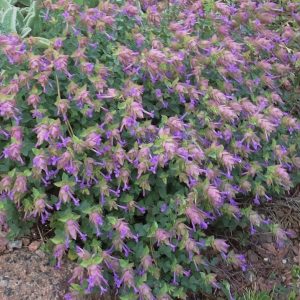 Origanum x sündermannii
