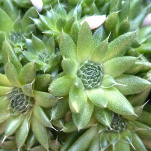 Orostachys spinosus Minima