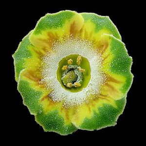 Primula x auricula Parrakeet (F)