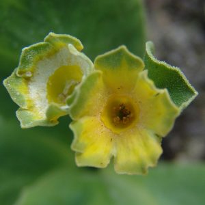 Primula x auricula Parrakeet (F) – Bild 3