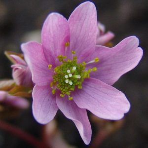 Anemonella thalictroides Pink Susanne JP